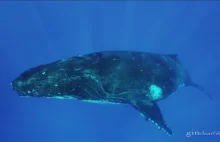 Tongan Humpbacks 2012