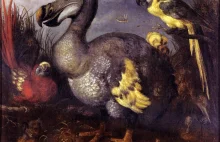 Ptak dodo jak malowany