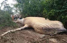 Brazylia. Martwy wieloryb znaleziony w amazońskiej dżungli