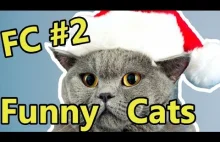 FC - Funny Cats #2