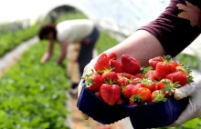 Chorwaccy rolnicy rozdają truskawki protestując przeciwko praktykom marketów ENG