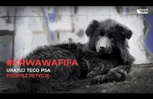 Masowa rzeź bezpańskich psów przed mundialem w Rosji