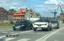 Gdańsk. Kierowca, który rozjechał pisklę, namierzony przez policję