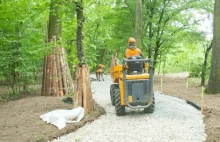 Koniec wycinek drzew przez budowlańców. Wrocław wypracował standardy ich ochrony