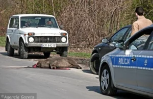 Bardzo interesujące zdjęcia z miejsca potrącenia dzika