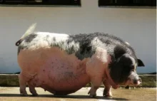 Farmer zjedzony przez świnie, których był właścicielem. Sprawę bada prokuratura.