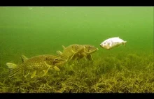 Zombait- kompletnie bezużyteczna przynęta na ryby