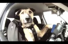 Fast & Furious: Dog drift