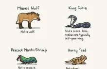 Zwierzęta o mylących nazwach