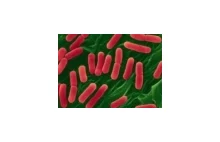 Dlaczego bakteria E. coli jest niebezpieczna?