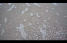 Małże w widowiskowy sposób wychodzą z piasku