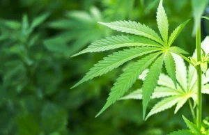 W Chorwacji marihuana do celów medycznych już legalna