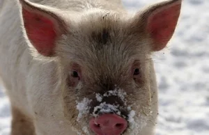 Naukowcy z Yale utrzymują świński mózg "przy życiu" poza organizmem [PL]