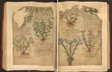 1000-letni manuskrypt z ziołowymi lekarstwami dostępny teraz online -...