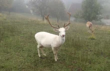 Ten jeden szczegół, który sprawia, że są wyjątkowe...