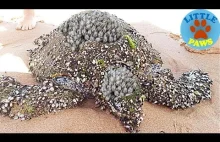 Ratowanie morskich żółwi