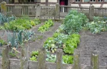 Jak zrobić ogródek warzywny przy domu. Poradnik
