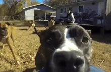 Pies kradnie GoPro właścicielowi