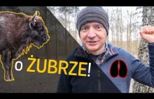 o Żubrze! - o Lesie #22