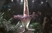 Titan Arum - największy kwiat świata - timelapse