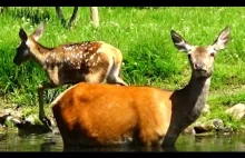Stado jeleni z cielętami, kąpiel w stawie