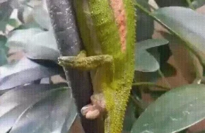 Narodziny małego kameleona