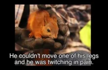 Krótka historia pewnej wiewiórki