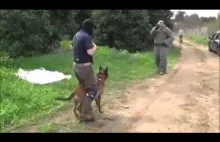 Wyszkolenie psów w jednostkach antyterrorystycznych Izraela.