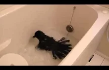 Kruk bierze kąpiel