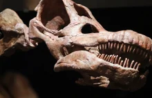 W Nowym Jorku można obejrzeć szkielet największego dinozaura na świecie