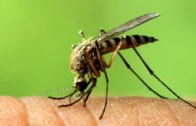 Komary nie będą roznosić zarazków?
