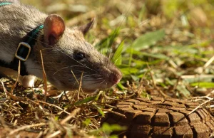 Szczury - saperzy ratują życie w Afryce. Wykrywają materiały wybuchowe