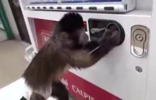 Małpka kupuje sobie soczek
