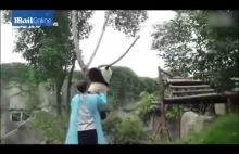 Zdejmowanie młodej pandy z drzewa.