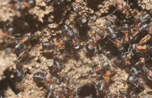 Bizarre ant colony discovered in an abandoned Polish nuclear weapons bunker
