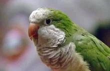 Historia papugi, która uratowała dławiące się dziecko