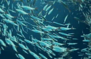 Za 40 lat ryby mogą zniknąć z mórz i oceanów