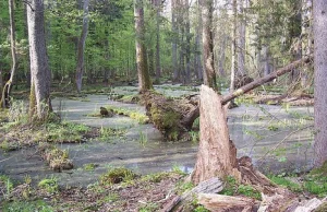 W Puszczy Białowieskiej wycinają ponadstuletnie drzewa