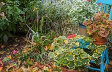 Jak przezimować pelargonie z balkonu: ogrodnik radzi