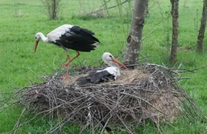 Zbudował żonie gniazdo na ziemi