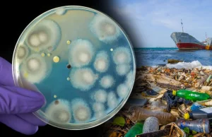 W Pakistanie odkryto grzyba, który 'pożera' plastik w kilka tygodni
