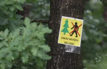 W Polsce jest tak sucho, że trzeba zamykać... lasy. Zakaz spacerów...