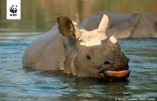 Powoli wzrasta populacja nosorożców indyjskich.