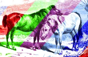 Maści vs. kolory, czyli co trzeba wiedzieć o koniach