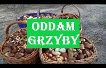 Grzyby, Grzybobranie 2018 Oddam Grzyby za Darmo Widzom Kolejne Wysyp...