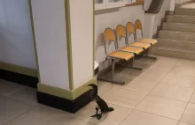 Chory kormoran sam "zgłosił się" do szpitala