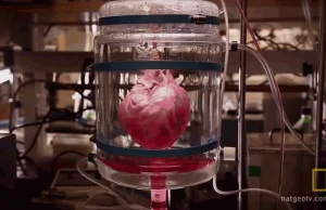 Naukowcy wyhodowali serce, które, ot tak, bije sobie w szklanym naczyniu