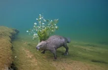 Fotograf czekał cztery lata w rzece, żeby zrobić to niezwykłe zdjęcie bobra