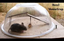 Pułapka na myszy z misą