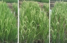Ryż GMO odporny na zasolenie opracowywany w Indiach [ENG]